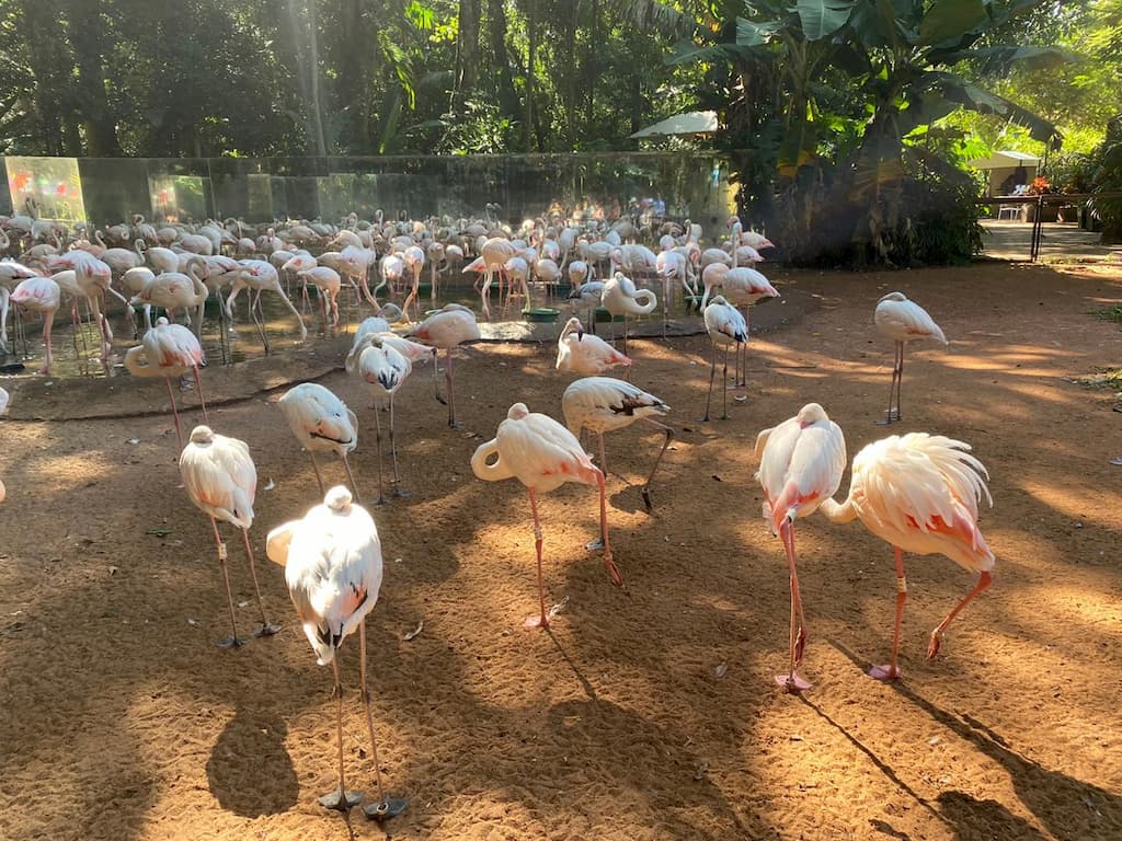 Parque das aves | passeios em foz do iguaçu