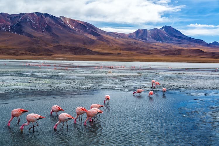 Home pink flamingoes in bolivia